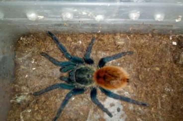 Spiders and Scorpions kaufen und verkaufen Photo: Ich versende auch ins Ausland