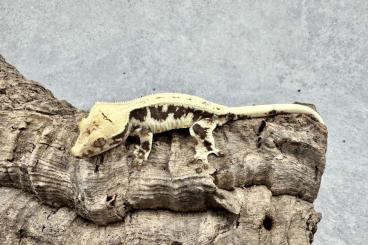 Geckos kaufen und verkaufen Foto: Offer for merchants - Wholesale