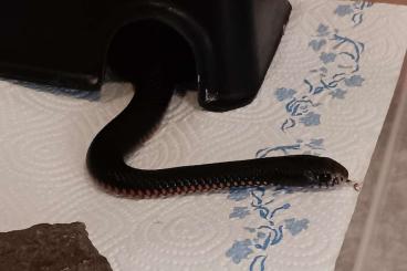 Giftschlangen kaufen und verkaufen Foto: 1.0 Pseudechis porphyriacus (Redbellied black snake) Hamm Dec 600Euro!