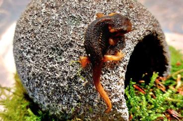 Molche kaufen und verkaufen Foto: Tylototriton Verrucosus Birma Krokodilmolch 