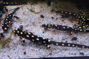 Newts kaufen und verkaufen Photo: Neurergus Crocatus / Bergbachmolch