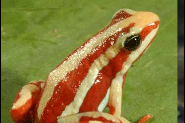 Poison dart frogs kaufen und verkaufen Photo: Epipedobates anthonyi       Dreistreifiger Pfeilgiftfrosch