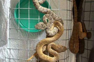 Venomous snakes kaufen und verkaufen Photo: Atheris squamigera blue x Green Venomous snakes kaufen und verkaufen Photo: Atheris squamigera blue x Green