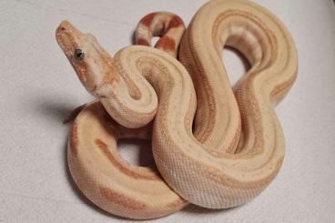 Boas kaufen und verkaufen Foto: Sumoton Angel, Red Baron Motley, Hypo Onyx