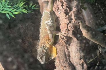 Lizards kaufen und verkaufen Photo: 1.0 Grüner Leguan Iguana Iguana 