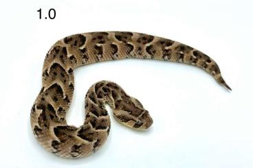 Venomous snakes kaufen und verkaufen Photo: 1.1 Bitis arietans Lake Nakuru CB21