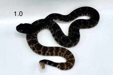 Venomous snakes kaufen und verkaufen Photo: 1.1 Crotalus  atrox hypermelanistic CB22