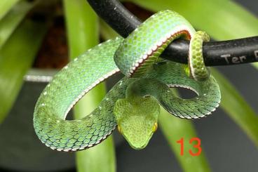 Giftschlangen kaufen und verkaufen Foto: Trimeresurus vogeli CB24 (white dots)