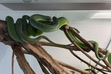 Venomous snakes kaufen und verkaufen Photo: 1.1 Trimeresurus vogeli CB18