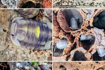 Krebstiere terrestrisch  kaufen und verkaufen Foto: Armadillidium / Cubaris / Merulanella / Porcellio 