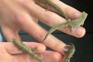 Geckos kaufen und verkaufen Foto: 4.1 Eurydactylodes vieillardi for Houten