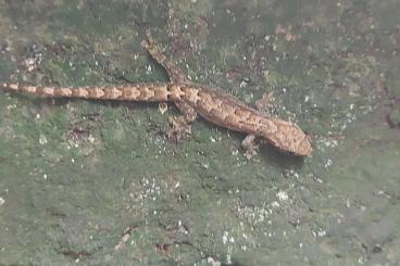 Geckos kaufen und verkaufen Foto: Phelsuma pusilla, parva, laticauda laticauda blue line, Jungferngecko