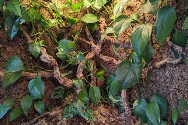 Terrarien kaufen und verkaufen Foto: Ecketerrarium mit Unterschrank und viel Zubehör