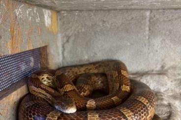 Colubrids kaufen und verkaufen Photo: Kornnattern (Pantherophis guttatus)