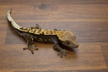 Geckos kaufen und verkaufen Photo: Looking for hundreds Ciliatus babies, females(20g+) 
