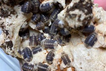 Krebstiere terrestrisch  kaufen und verkaufen Foto: Isopod/Isopods, Millipedes for Hamm December