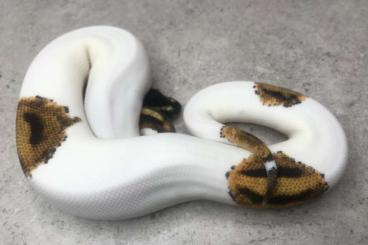 Snakes kaufen und verkaufen Photo: Königspython 0.1 yellowbelly piebald 