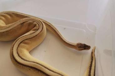 Ball Pythons kaufen und verkaufen Photo: 1.0 Pastel genetic stripe königspython