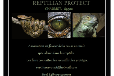 Feeder animals kaufen und verkaufen Photo: Association spécialisée reptiles recherche blattes