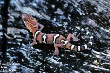 Geckos kaufen und verkaufen Photo: Mittelamerikanischer Krallengecko