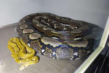 Snakes kaufen und verkaufen Photo: Adult retics small reduction 