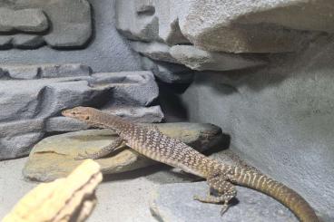 Monitor lizards kaufen und verkaufen Photo: Varanus Tristis Tristis Trauerwaran 1.0