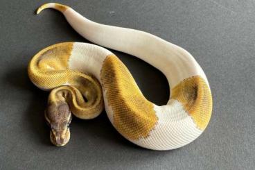 Königspythons kaufen und verkaufen Foto: Python regius piebald morphs