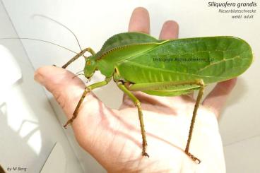 Insekten kaufen und verkaufen Foto: Siliquofera grandis, Riesenblattschrecke, Phasmiden