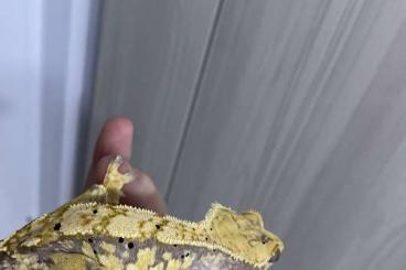 Geckos kaufen und verkaufen Photo: Extreme harlequin crested gecko