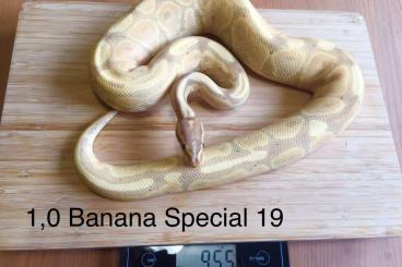 Ball Pythons kaufen und verkaufen Photo: 1.0 Banana Special Adult 