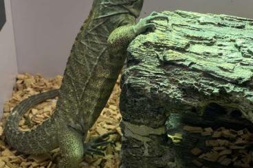 other lizards kaufen und verkaufen Photo: Nashornleguan, Cyclura Cornuta, 1 Jahr alt 