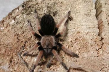 - bird spiders kaufen und verkaufen Photo: Baumgarteni Peru purple boehmei 