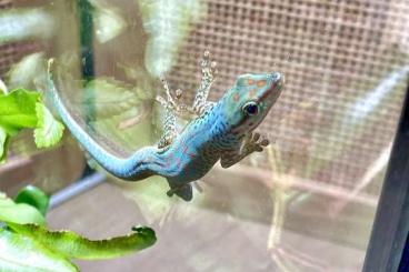 Geckos kaufen und verkaufen Photo: Phelsuma guttata Männchen 