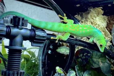 Geckos kaufen und verkaufen Photo: Phelsuma pasteuri, Taggecko 