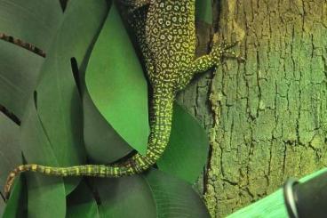 Monitor lizards kaufen und verkaufen Photo: Search Varanus auffenbergi