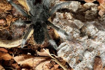 - bird spiders kaufen und verkaufen Photo: 0.0.2 Grammostola pulchra