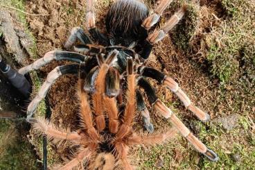 Spinnen und Skorpione kaufen und verkaufen Foto: Available for Weinstadt show 