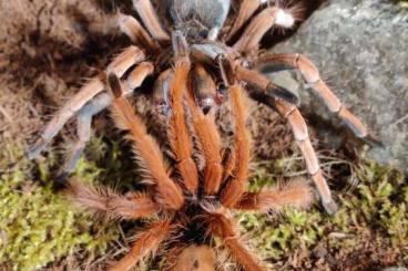 - bird spiders kaufen und verkaufen Photo: Pamphobeteus Solaris adult male