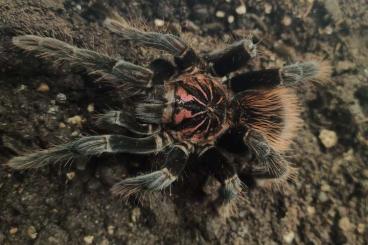 - bird spiders kaufen und verkaufen Photo: Hamm oder Wein-Stadt show oder Versand 