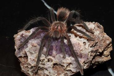 Spiders and Scorpions kaufen und verkaufen Photo: Hamm houten oder Versand 