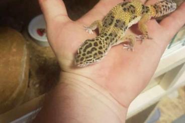 Geckos kaufen und verkaufen Foto: Gruppe Leopardgecko`s 2 Männer 1 Mädel 