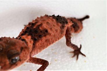 Geckos kaufen und verkaufen Photo: 1.1 Cinctus RTB (male proven female RTB)