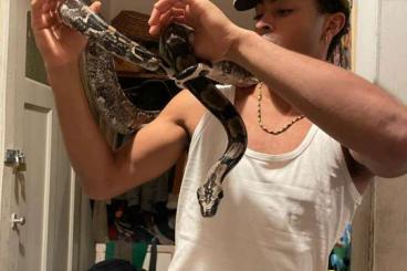 Boas kaufen und verkaufen Photo: Zwei nette 7-8 jährige Schlangen