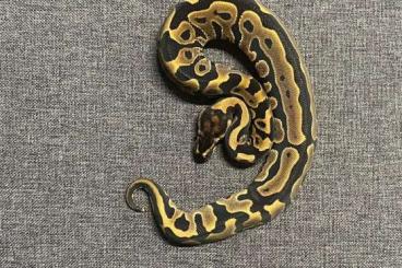 Königspythons kaufen und verkaufen Foto: DH Candy Clown x Albino Leopard het Clown 