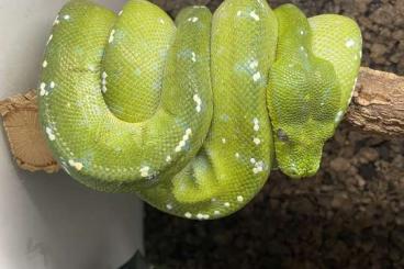 Snakes kaufen und verkaufen Photo: Morelia Viridis Aru male 