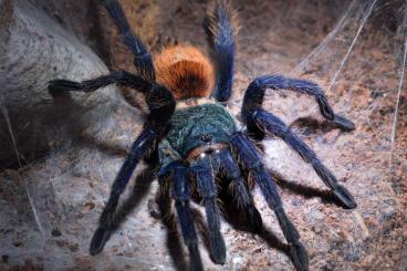 - bird spiders kaufen und verkaufen Photo: Tarantulas for sale (Chromatopelma,Poecilotheria,Tliltocatl...)