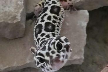 Geckos kaufen und verkaufen Photo: Leopardgeckos, 0,3, wildfarben, in erfahrene Hände abzugeben