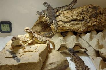 Agamen kaufen und verkaufen Foto: Uromastyx acanthinuras nigriventris