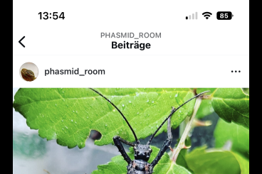 Insekten kaufen und verkaufen Foto: Verschiedene Phasmiden abzugeben