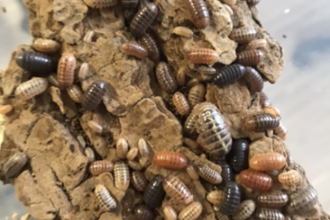 Insects kaufen und verkaufen Photo: Phasmiden und Asseln abzugeben